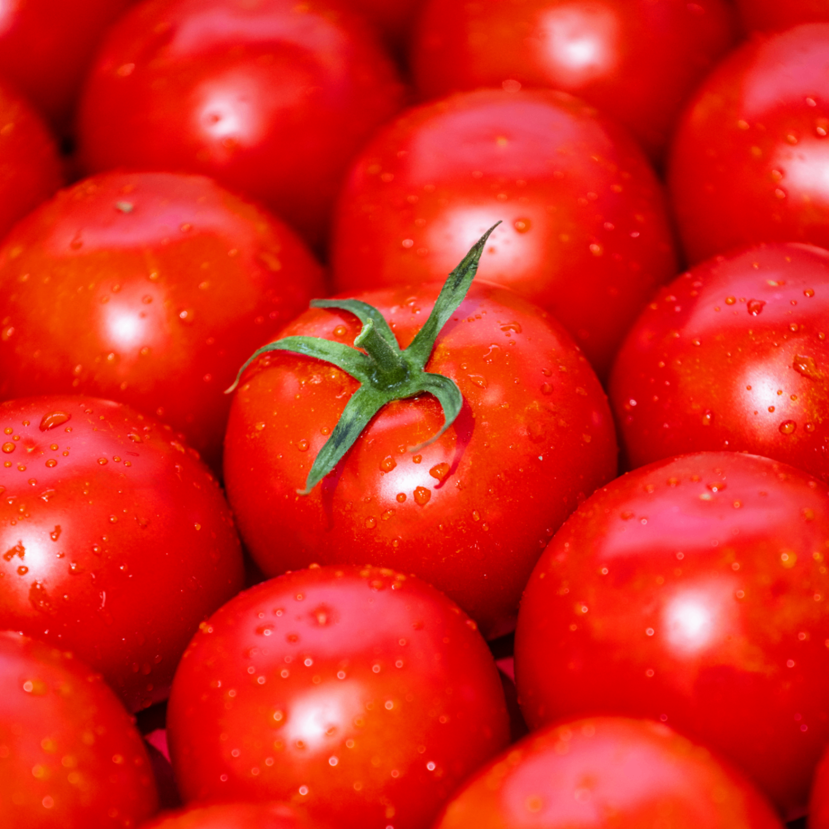 Tomate ecológico
