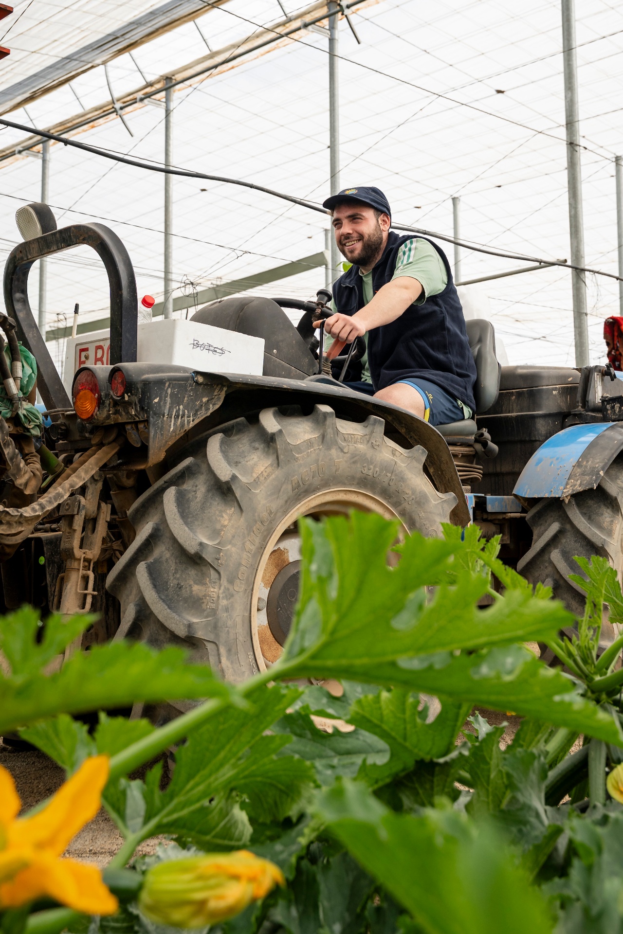Tractor en invernadero entre flores de calabacín