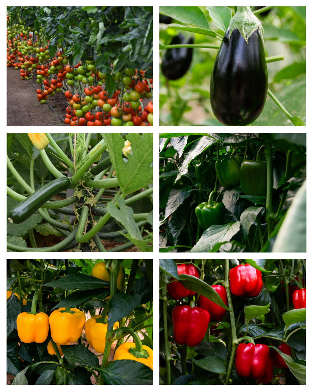 Calabacín, tomate, berenjena y pimiento