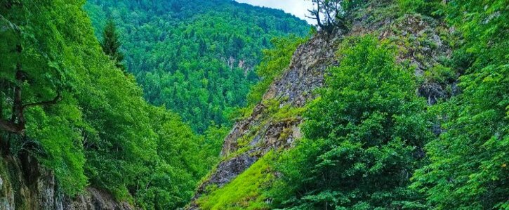 Reforestación Sierra de Gredos