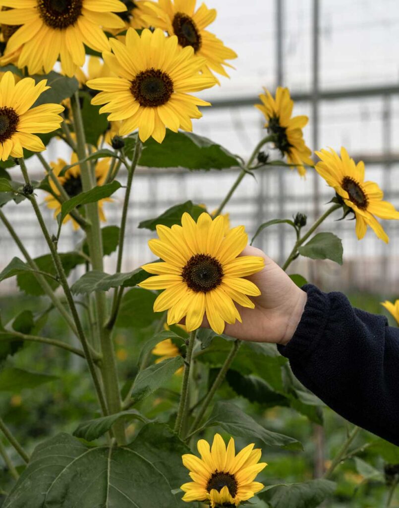 Cultivos sostenibles para el medio ambiente